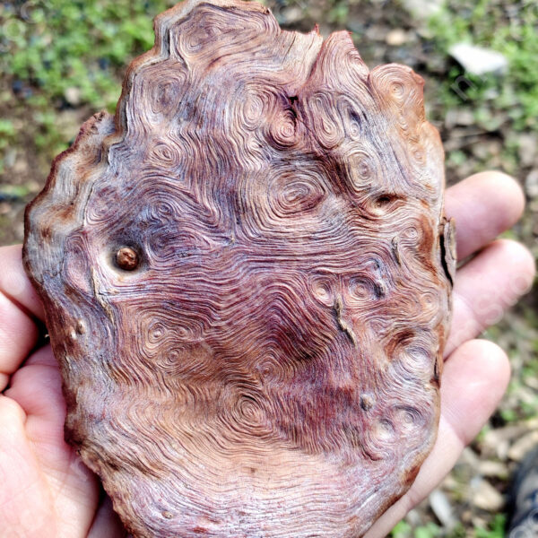 A complete and fascinating life story embedded in the eucalyptus bark