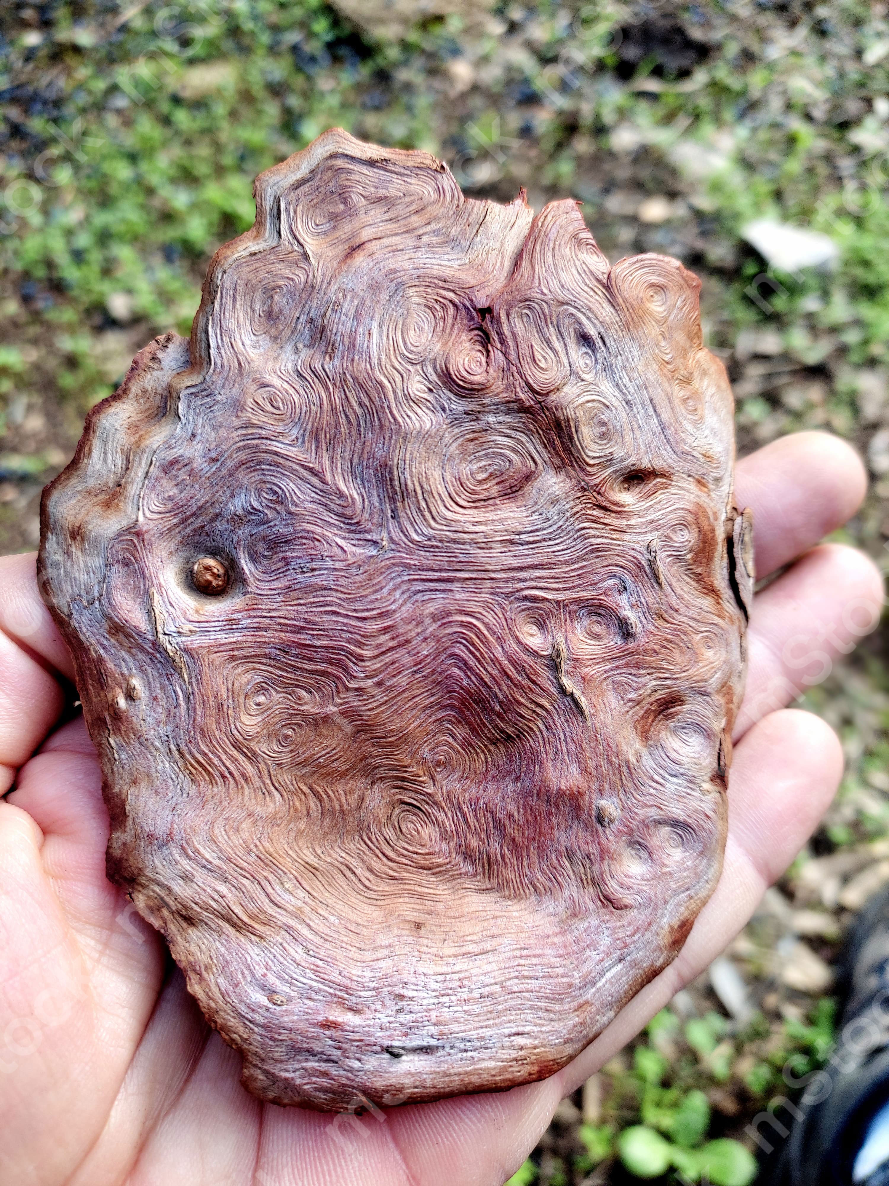 A complete and fascinating life story embedded in the eucalyptus bark