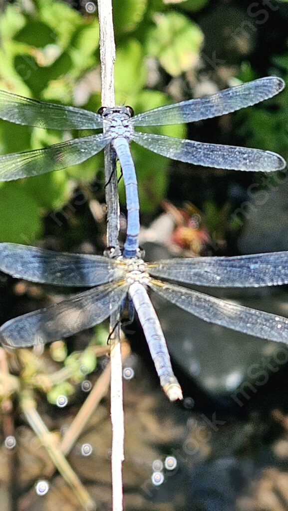 A pair of dragonflies in a moment of connection and continuing the circle of life