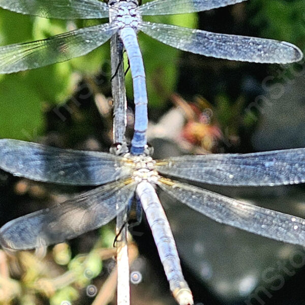 A pair of dragonflies in a moment of connection and continuing the circle of life