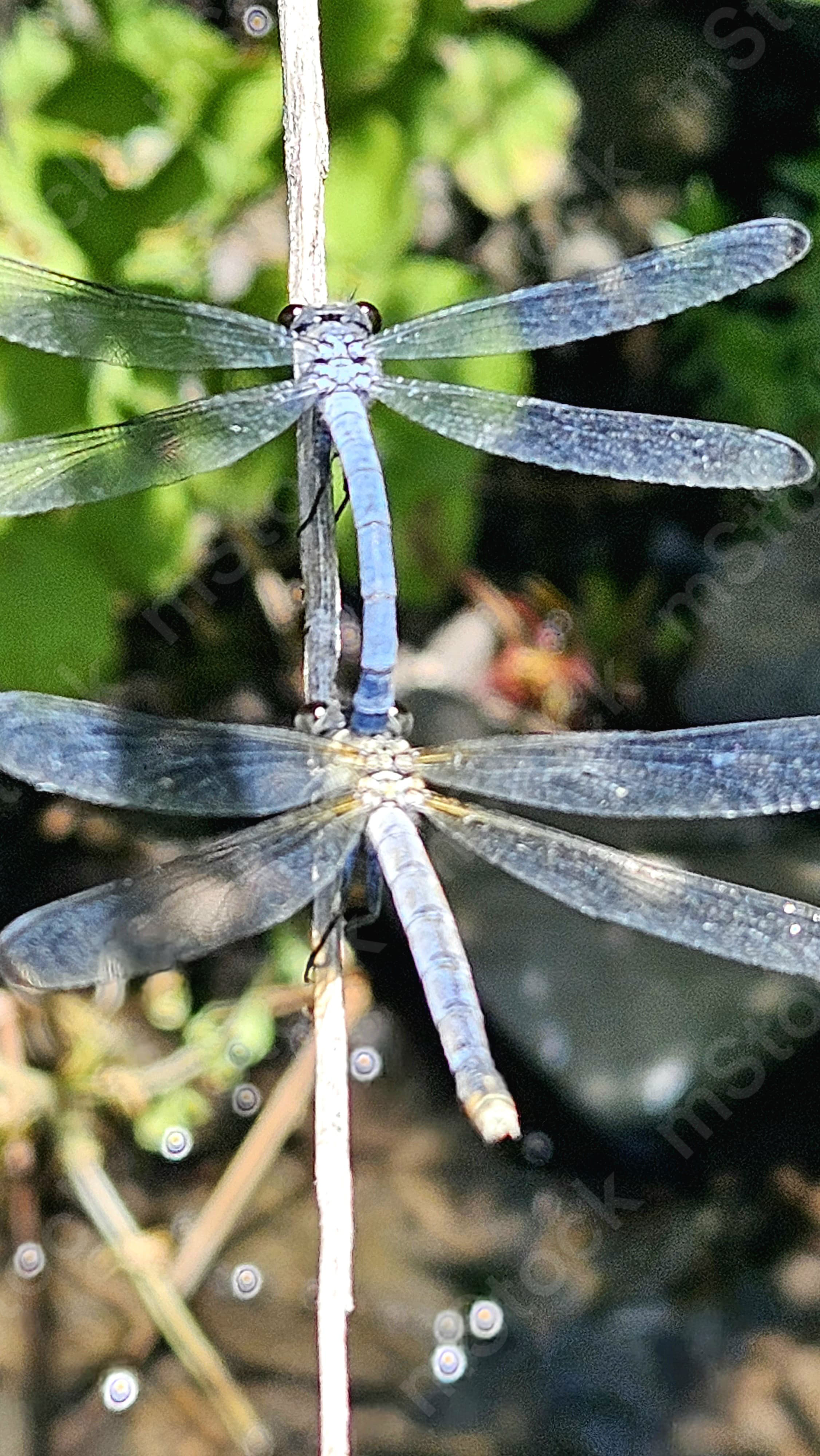 A pair of dragonflies in a moment of connection and continuing the circle of life