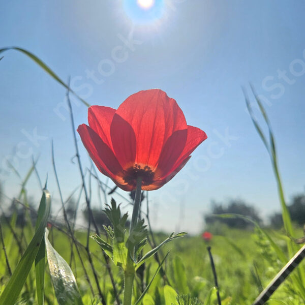 A red anemone looking at the caressing sun that radiates its love