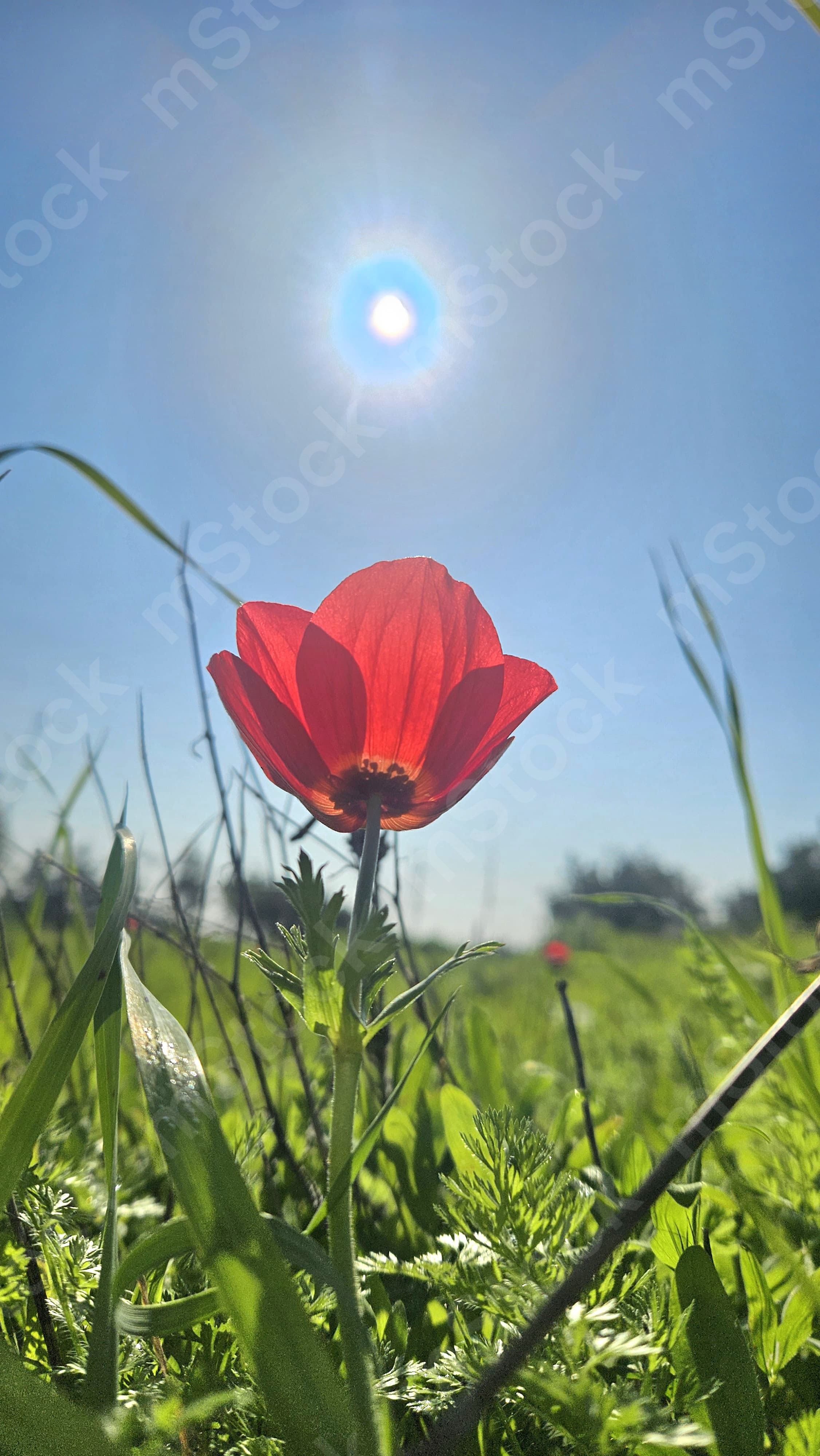 A red anemone looking at the caressing sun that radiates its love