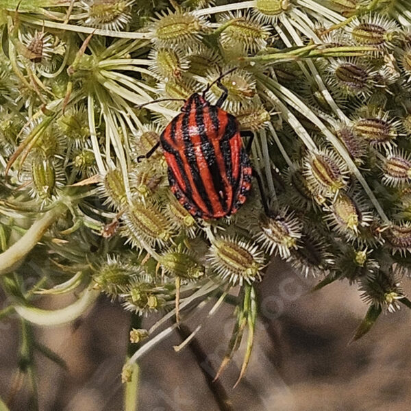 A soft landing on the plant that offers a meal