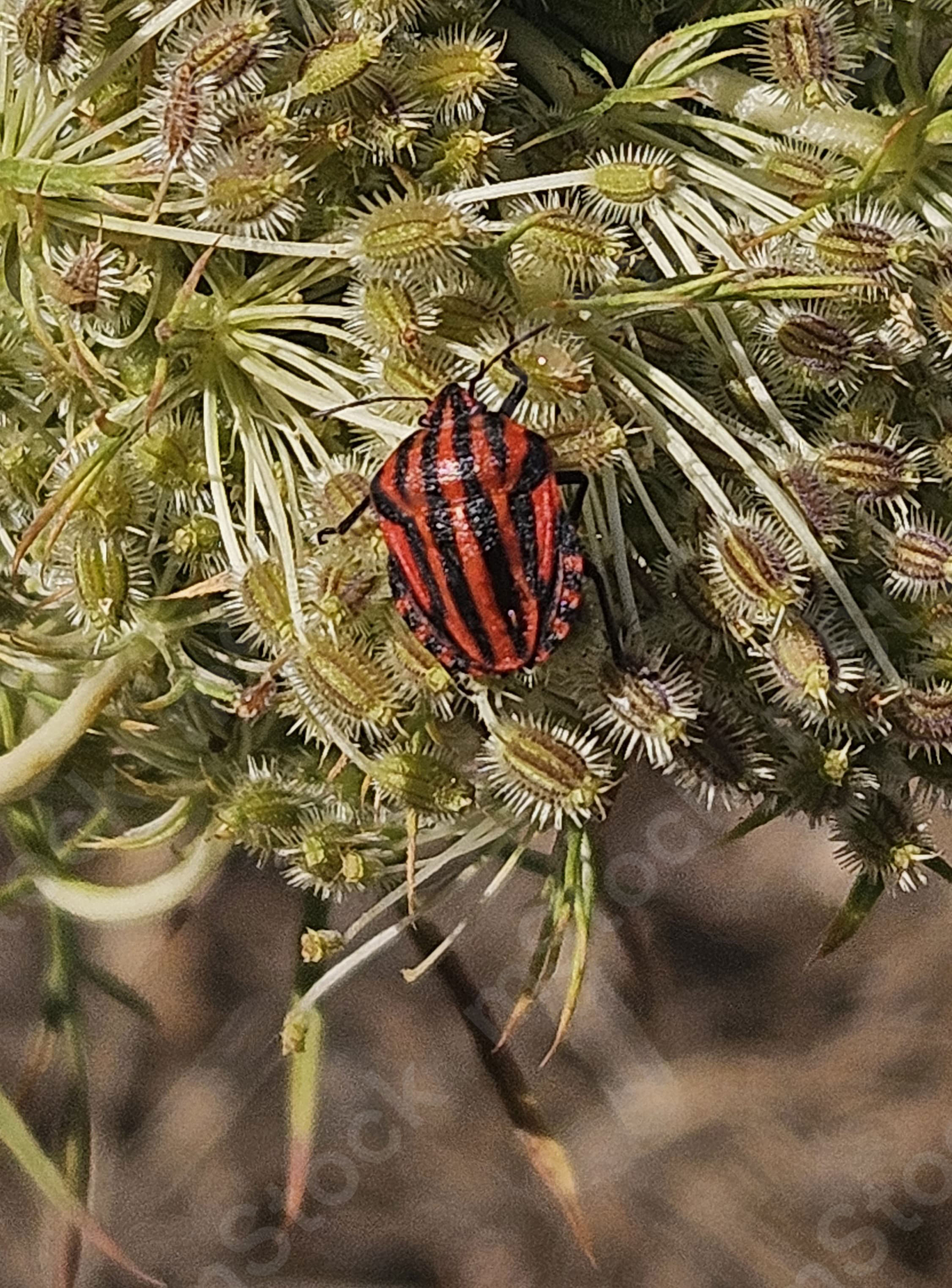 A soft landing on the plant that offers a meal