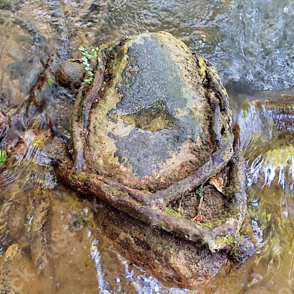 A strong and enveloping embrace of the roots of the plane tree