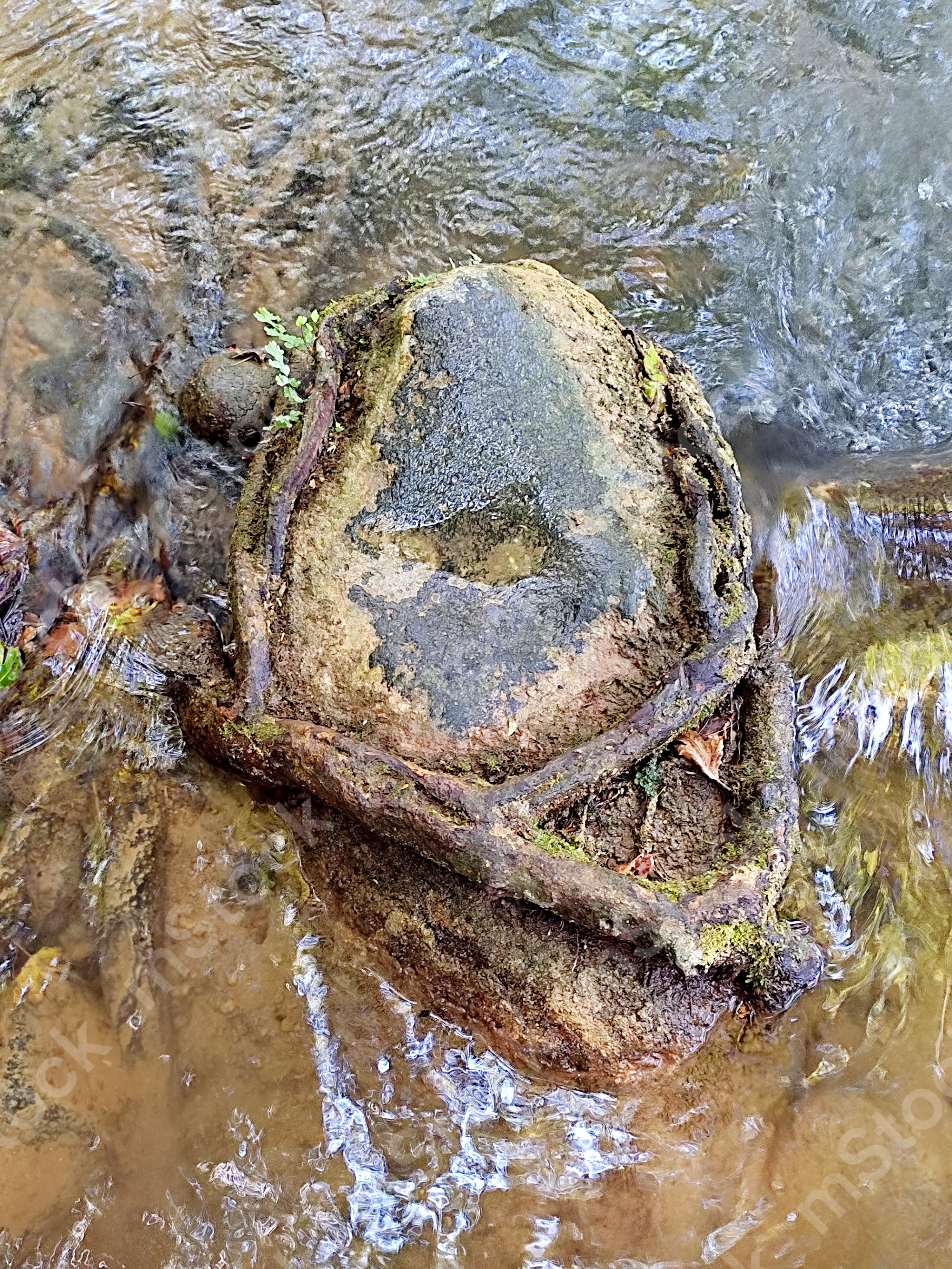 A strong and enveloping embrace of the roots of the plane tree