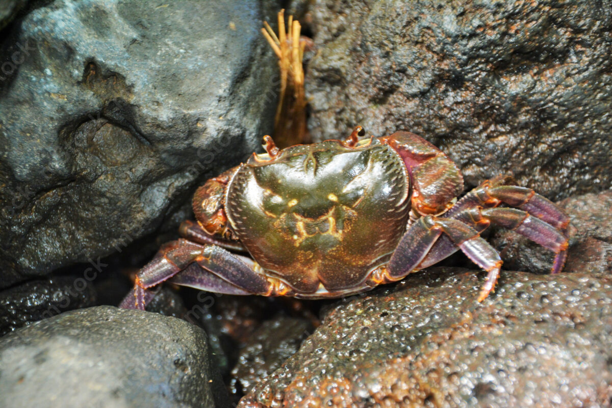 Armed with armor and strong legs, the warrior crab