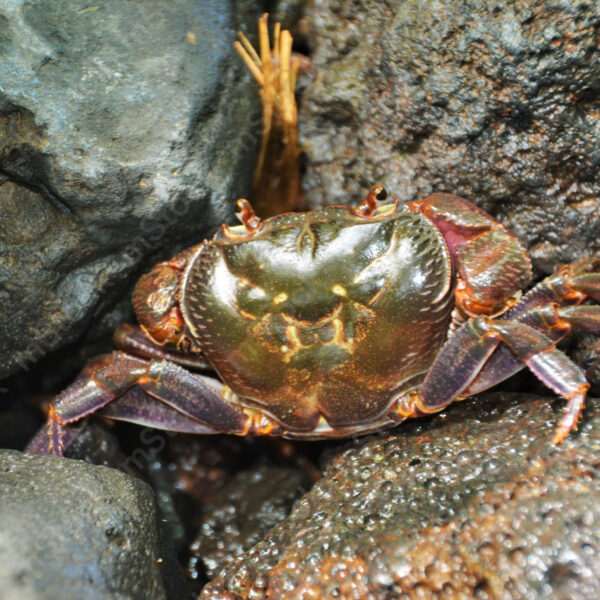 Armed with armor and strong legs, the warrior crab