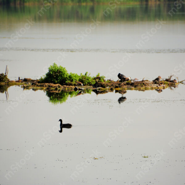 Beauty and mystery are reflected in the lake in the evening