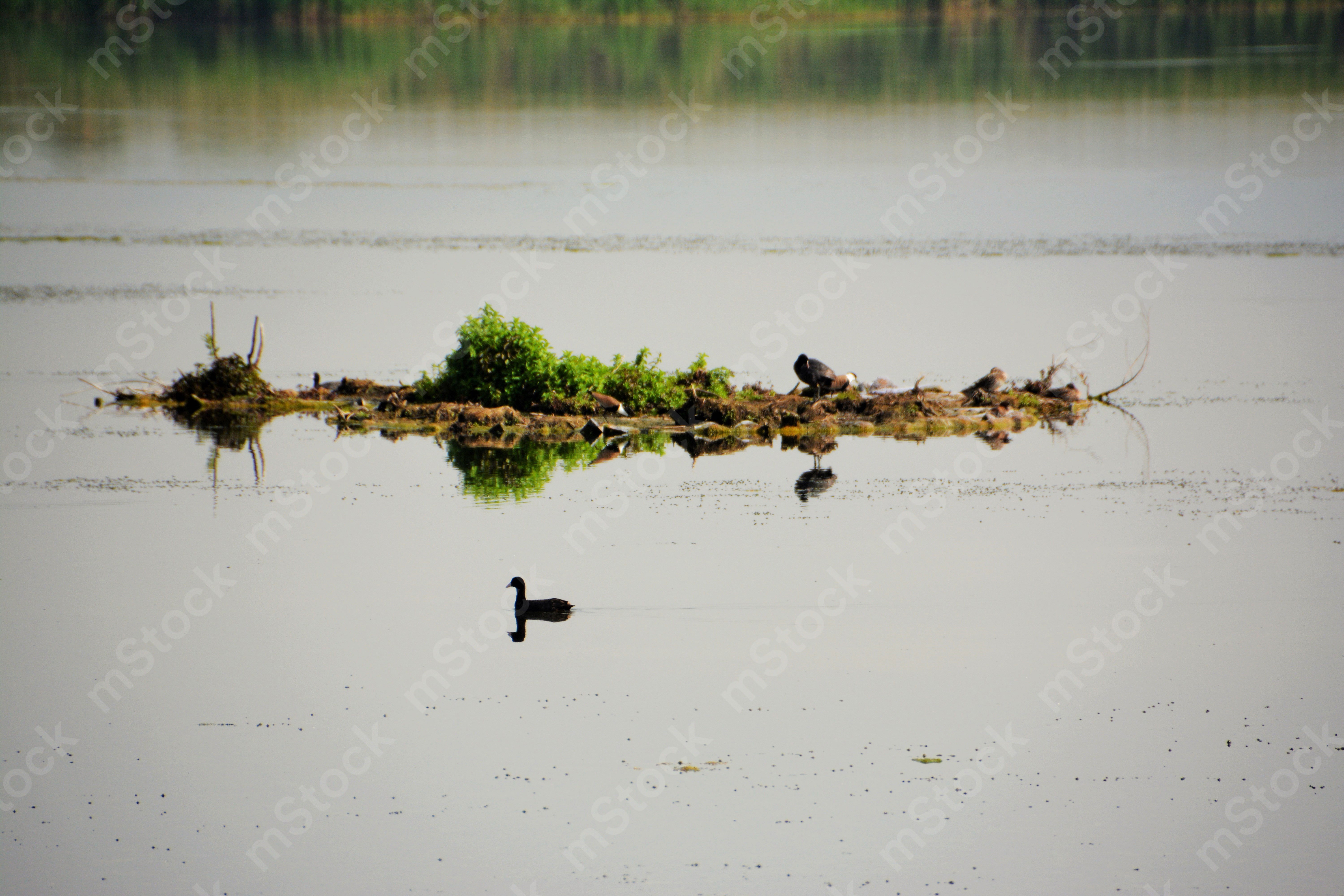 Beauty and mystery are reflected in the lake in the evening