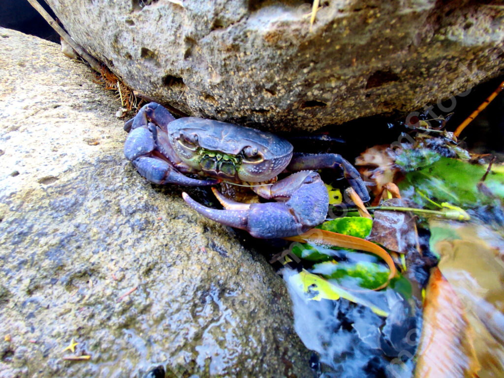 The purple crab, he had to be different from everyone else