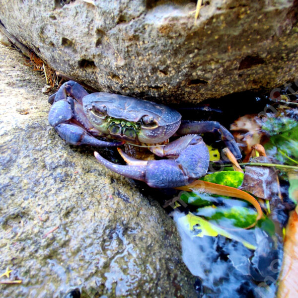 The purple crab, he had to be different from everyone else