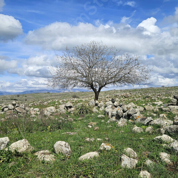 Spectacular colors and shades in the expanses of wild nature