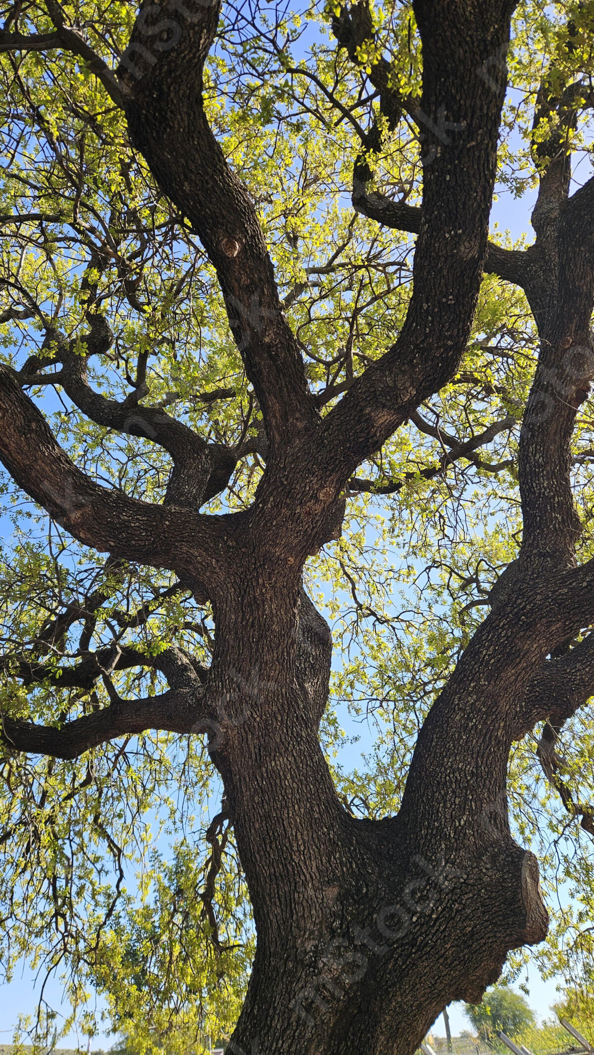 The beauty and strength of the oak tree are present and visible in all seasons of the year