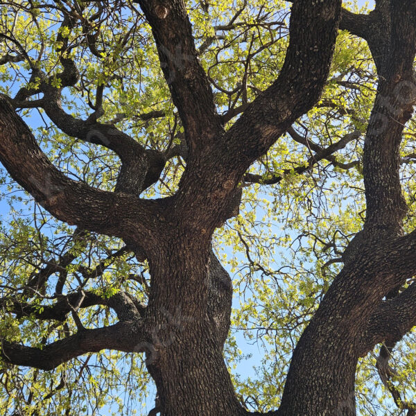 The beauty and strength of the oak tree are present and visible in all seasons of the year