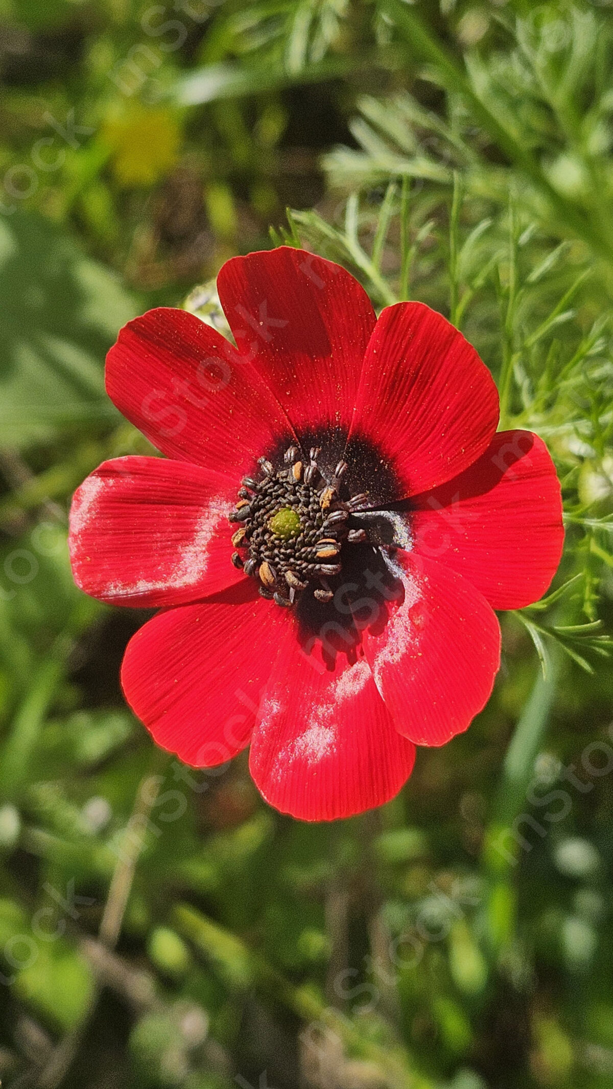 The buttercup flower at its peak and glory