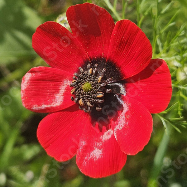 The buttercup flower at its peak and glory