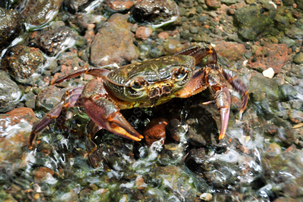 The crab that has merged with the environment and is already thinking about the next step