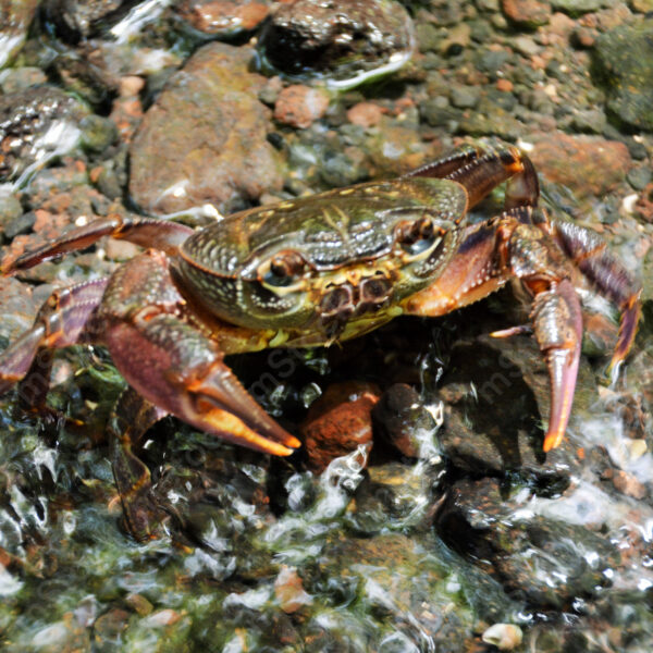 The crab that has merged with the environment and is already thinking about the next step