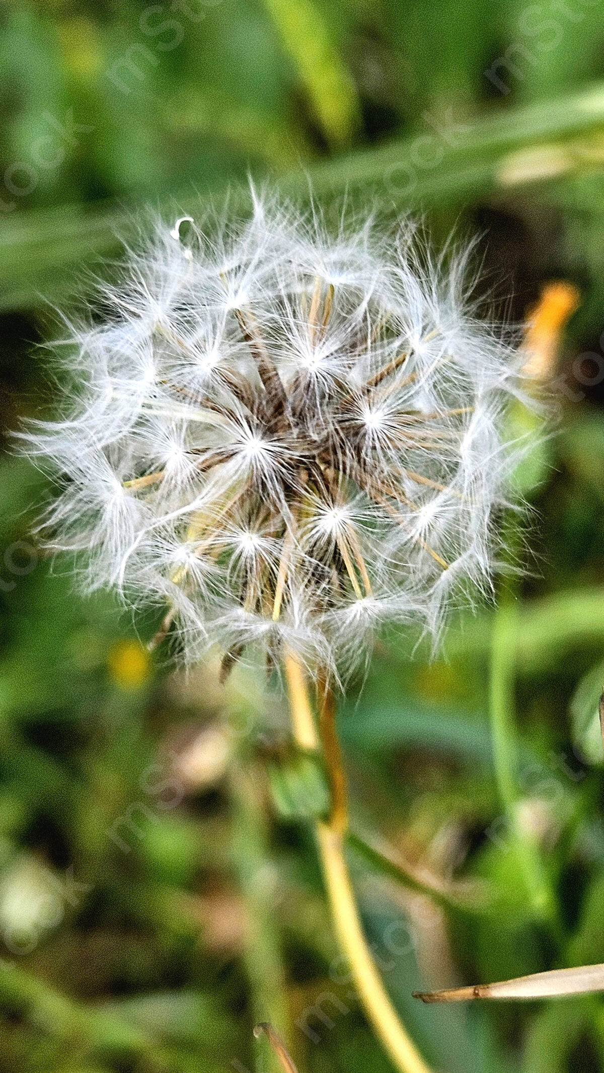 The goatee seeds just before flying into space