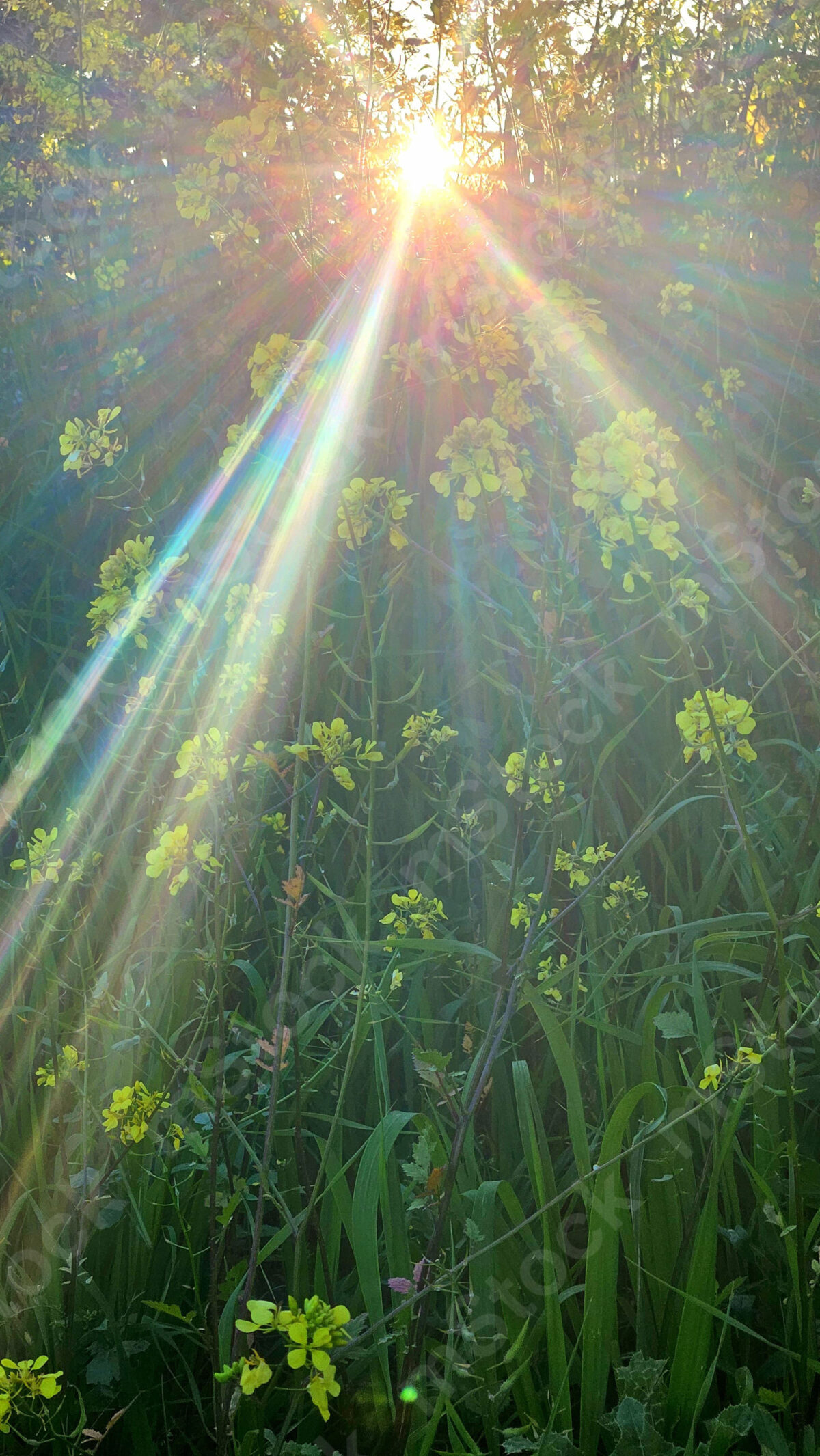 The light entering between the canopy of plants reveals its beauty and all its shades