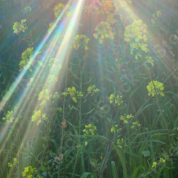 The light entering between the canopy of plants reveals its beauty and all its shades