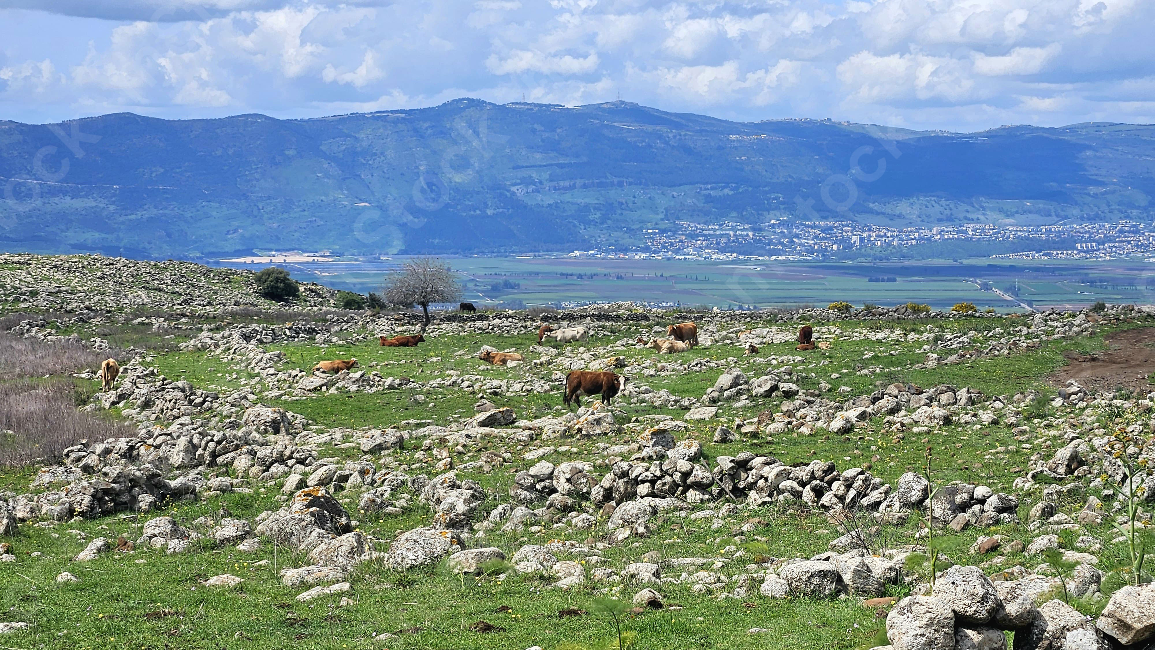 The movement of life in the green vastness of nature