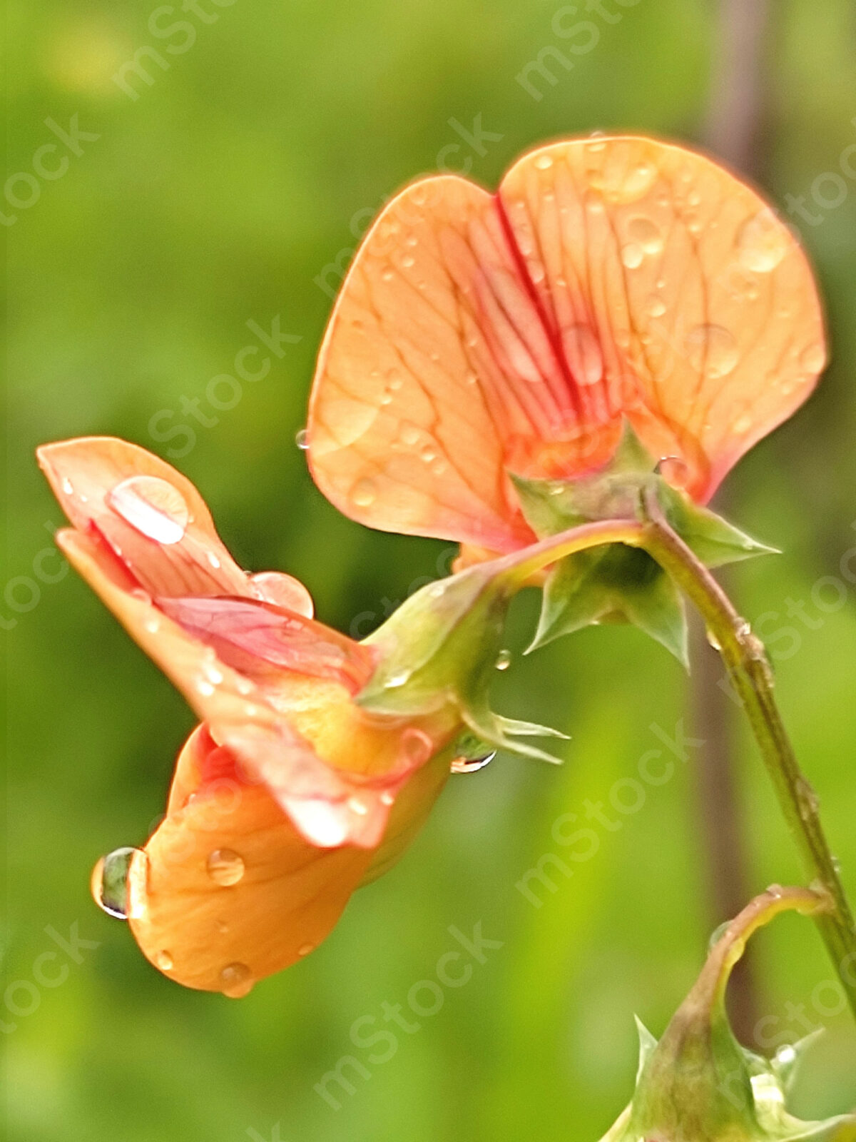 The raindrops caress the pea flowers