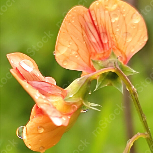 The raindrops caress the pea flowers