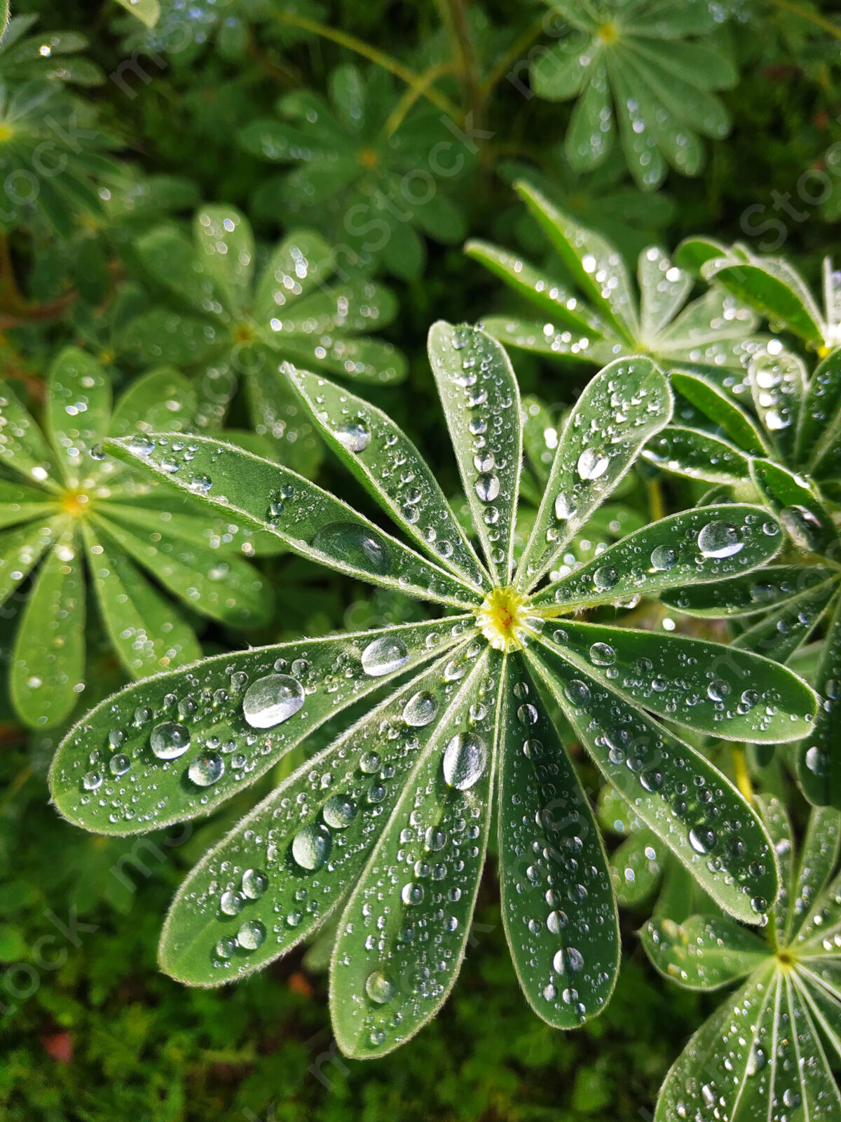 The raindrops like jewels land on the lupine leaves