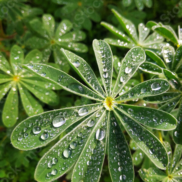 The raindrops like jewels land on the lupine leaves