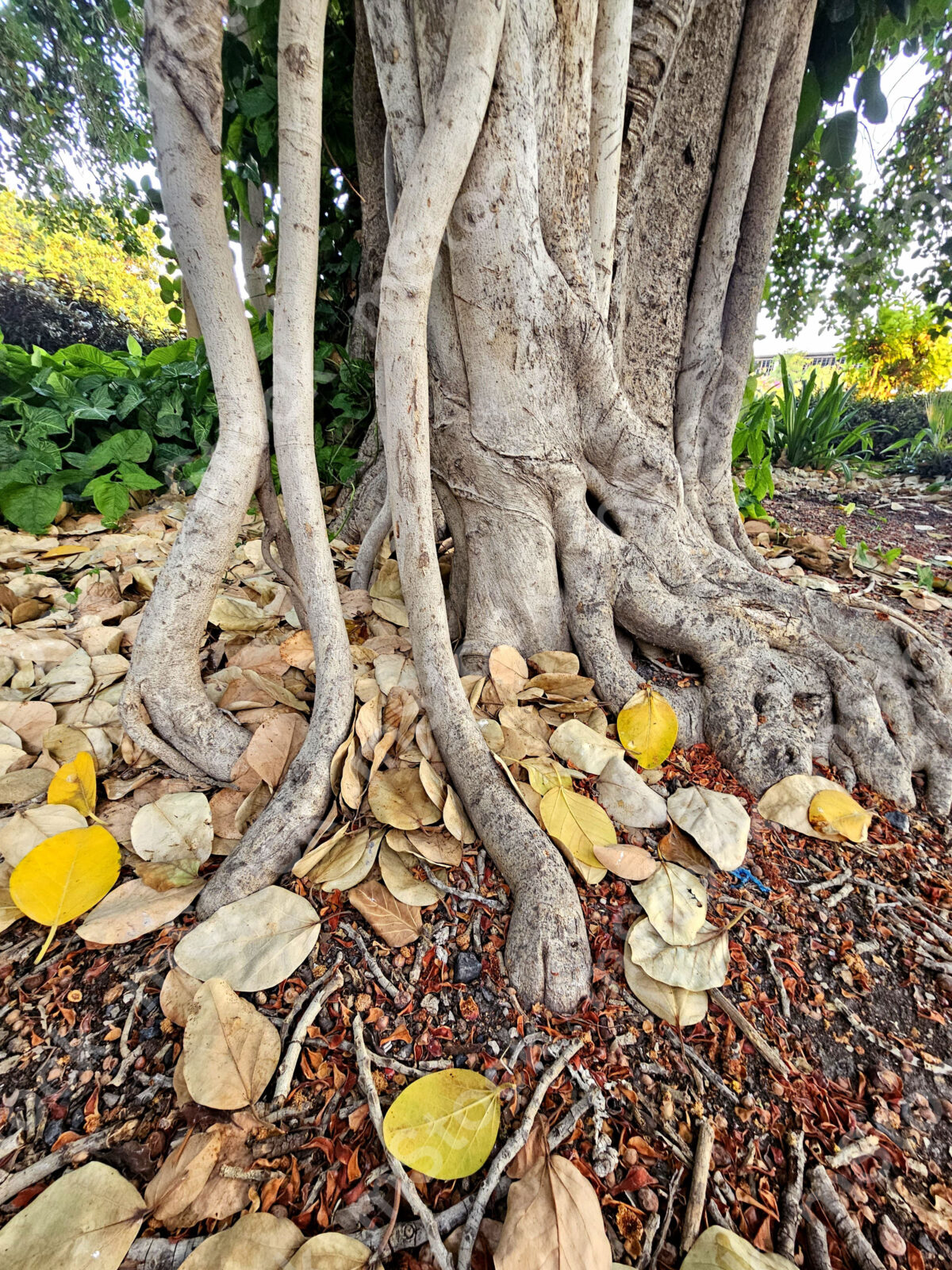 The roots of the ficus tree are in constant motion in and out of the ground