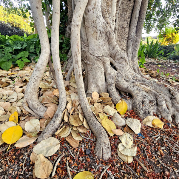 The roots of the ficus tree are in constant motion in and out of the ground