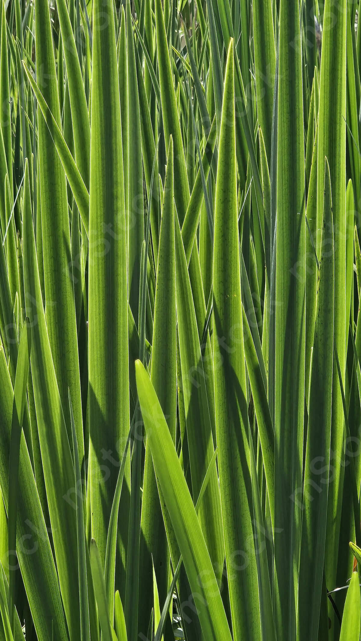 The vegetation of the swamp, at a closer look, looks like an endless, dense and mysterious forest