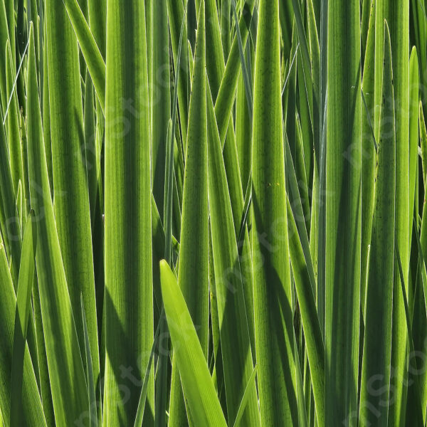 The vegetation of the swamp, at a closer look, looks like an endless, dense and mysterious forest