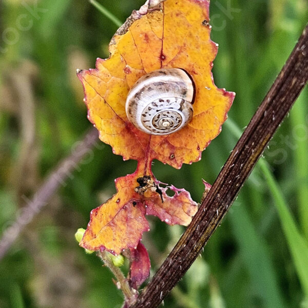 The vine leaf at the end of its life is an anchor for continued life for other creatures