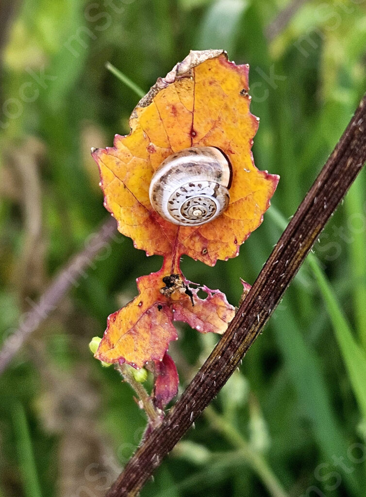 The vine leaf at the end of its life is an anchor for continued life for other creatures