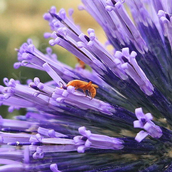 When the thorns turn into flowers, reality becomes a fairy tale