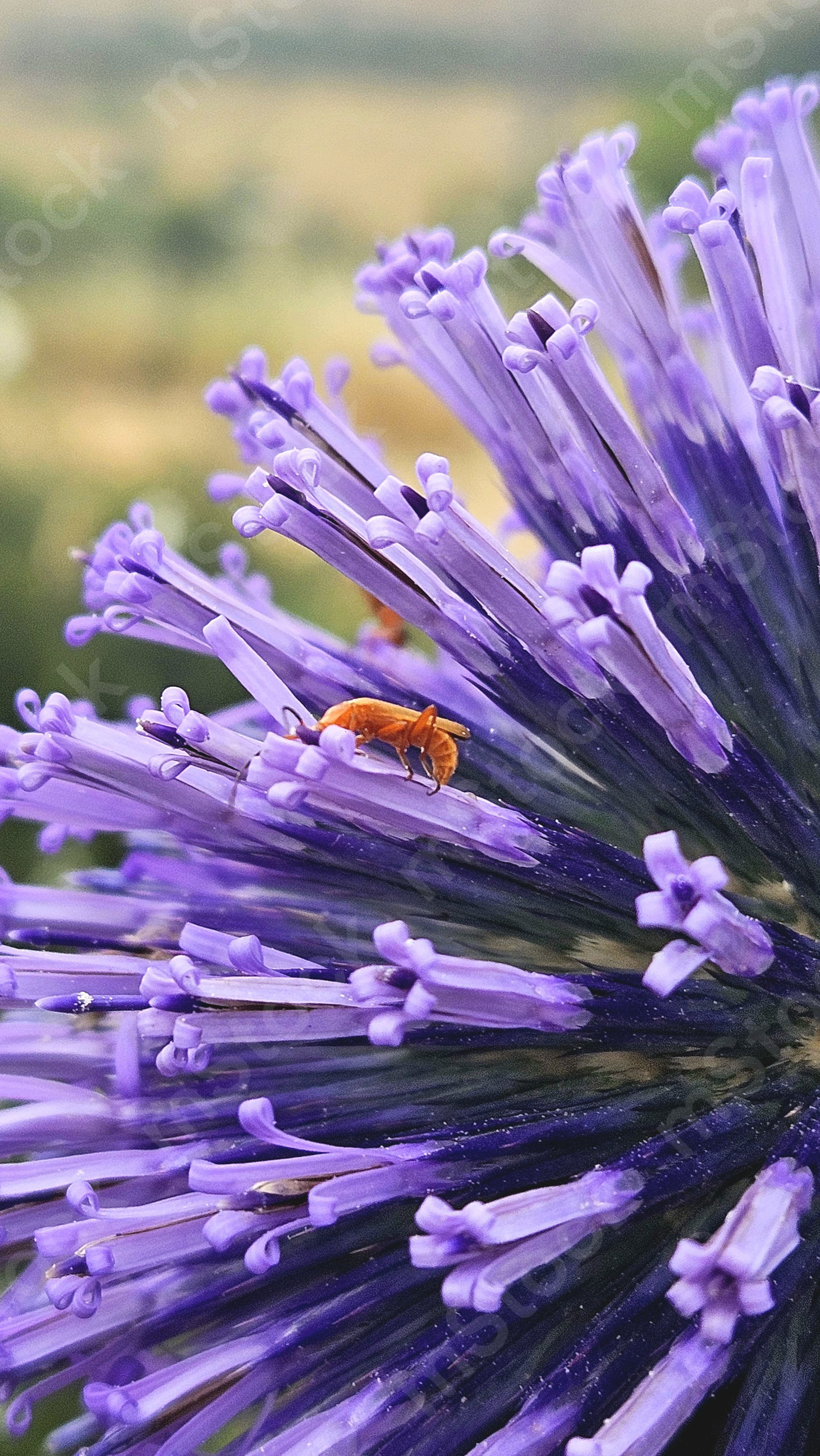 When the thorns turn into flowers, reality becomes a fairy tale