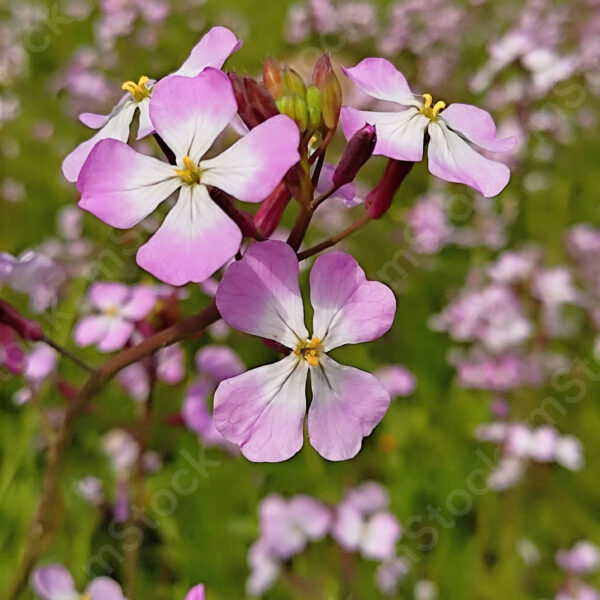 Works of love in the expanses of nature