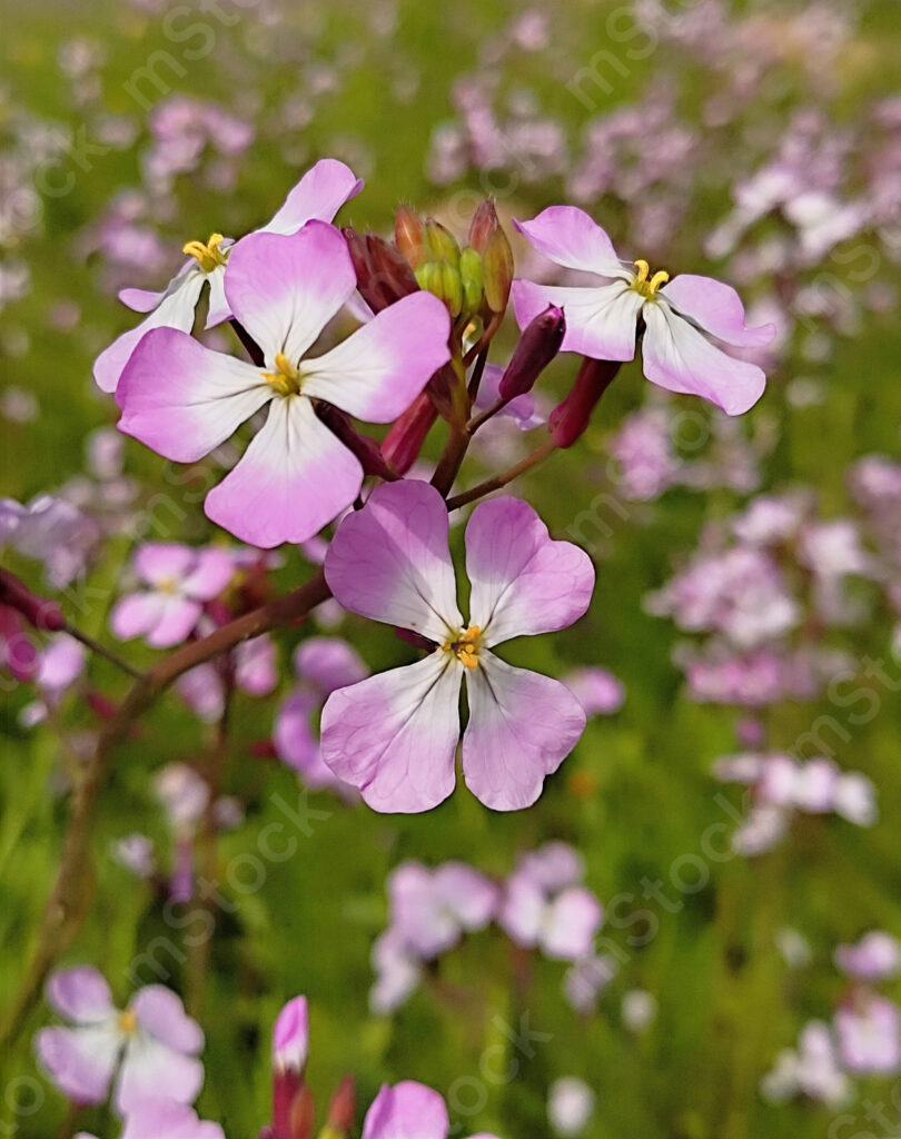 Works of love in the expanses of nature