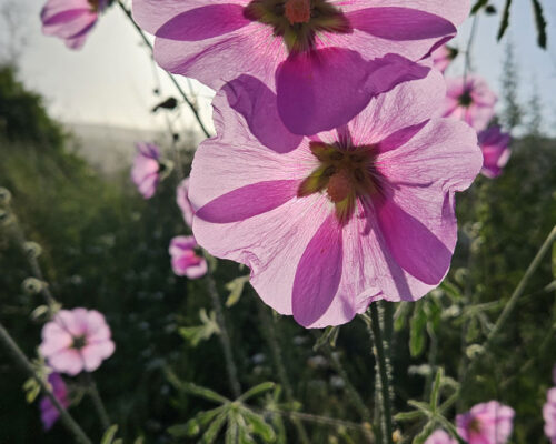 Flowers