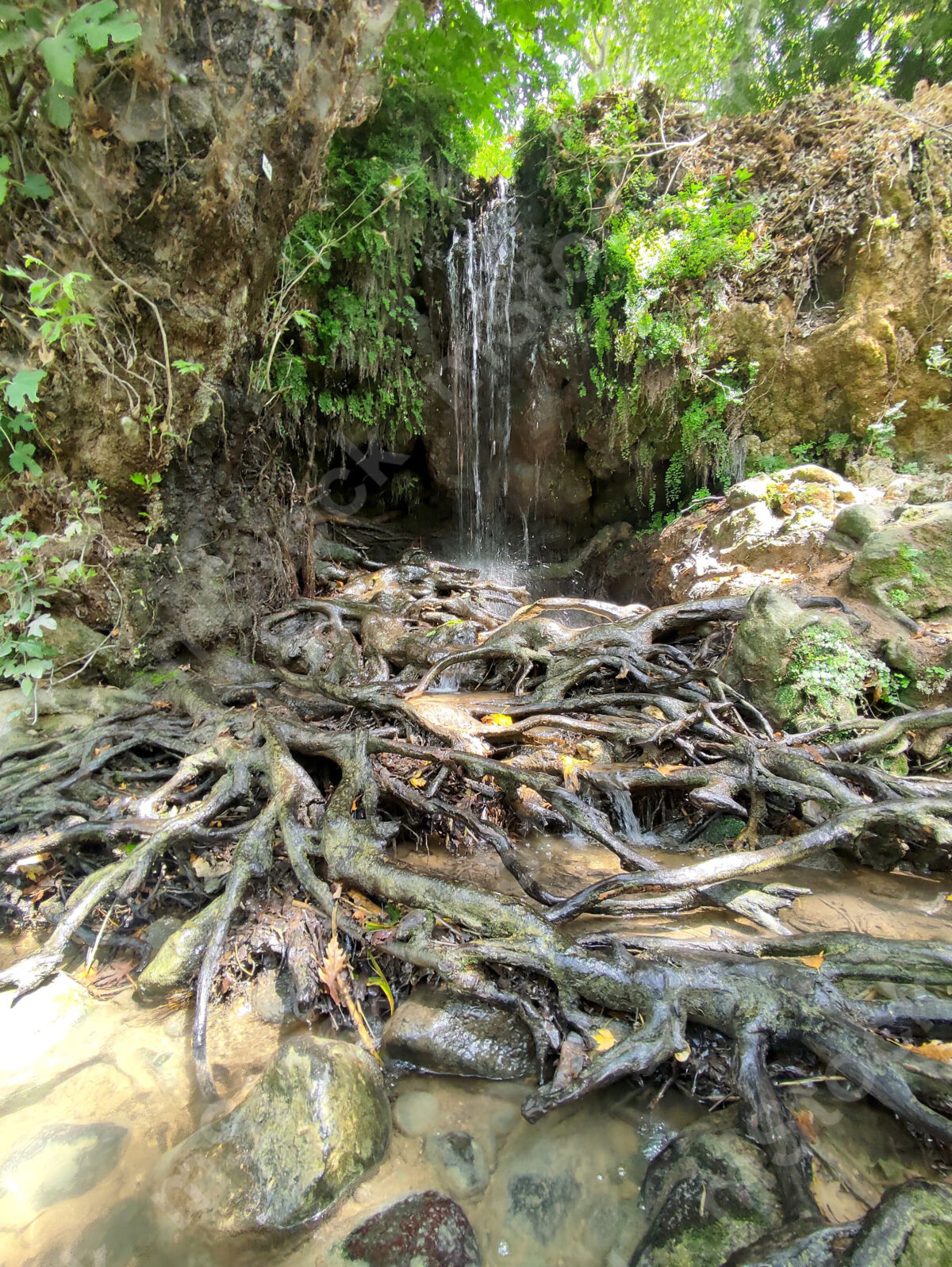 To hold on to life with determination and strength. The roots of the Arbutus tree between streams of water