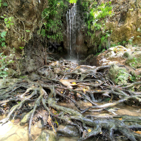 To hold on to life with determination and strength. The roots of the Arbutus tree between streams of water