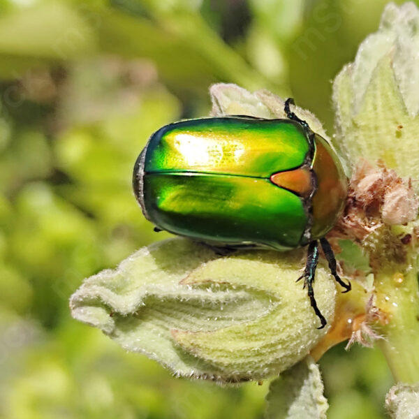 A bright green magical beetle, resting on a hollyhock plant preview