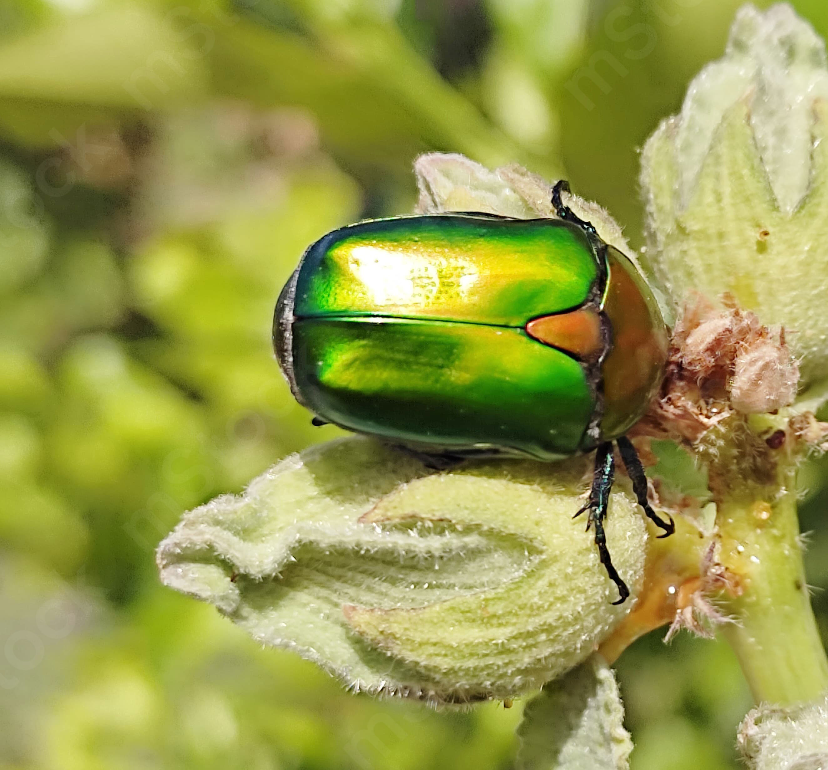 A bright green magical beetle, resting on a hollyhock plant preview