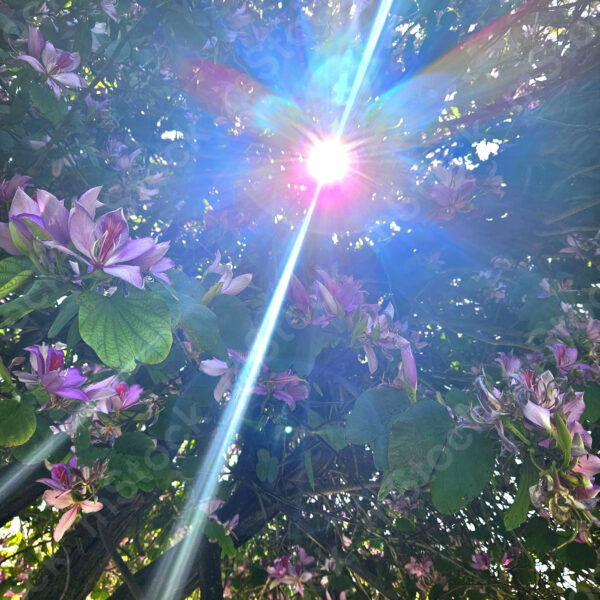 A flower of light among the flowers of the variegated bohini preview