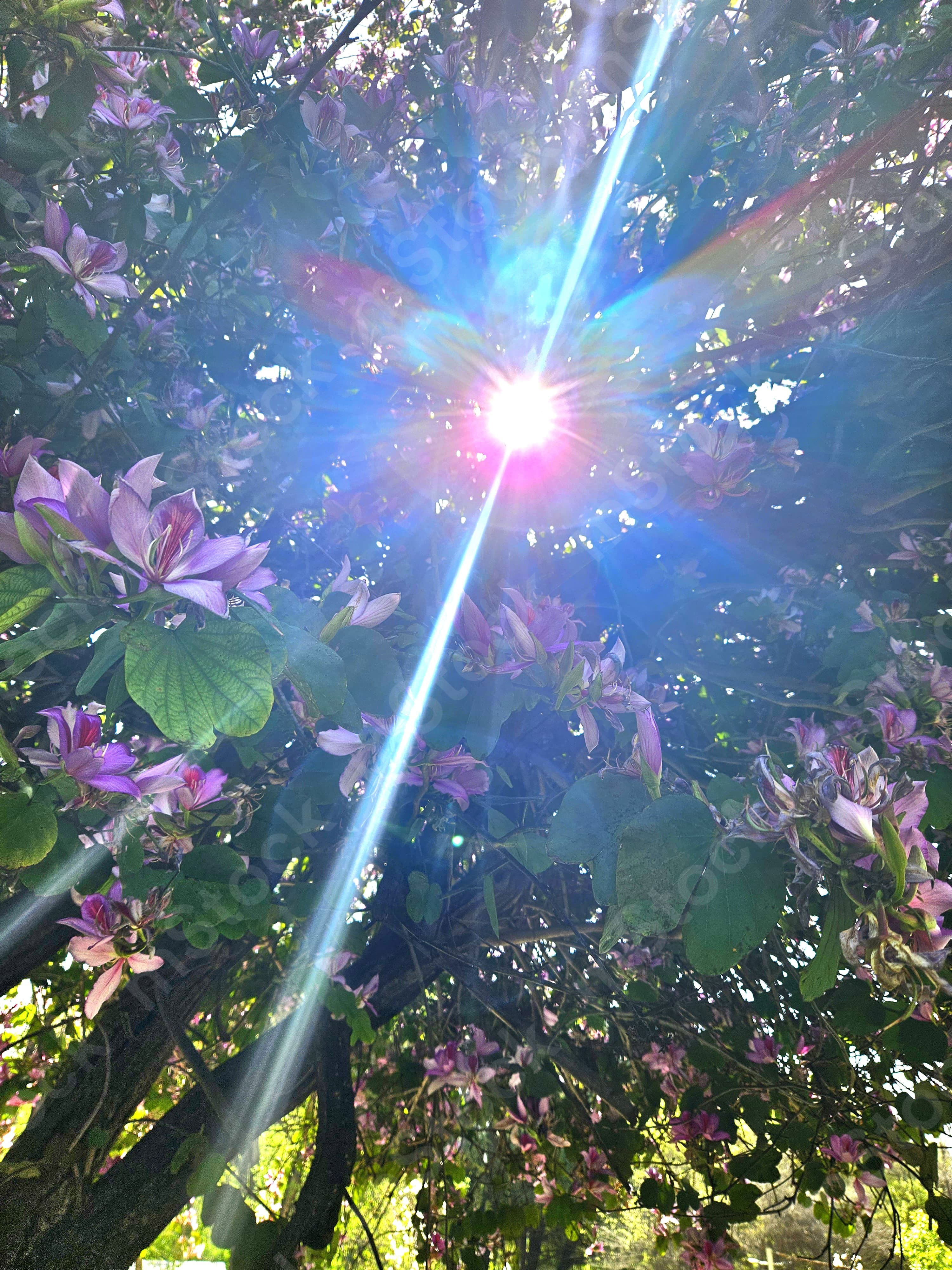 A flower of light among the flowers of the variegated bohini preview