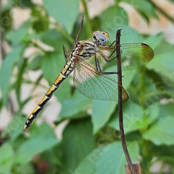 A golden dragonfly clings to the copper wire in the garden preview